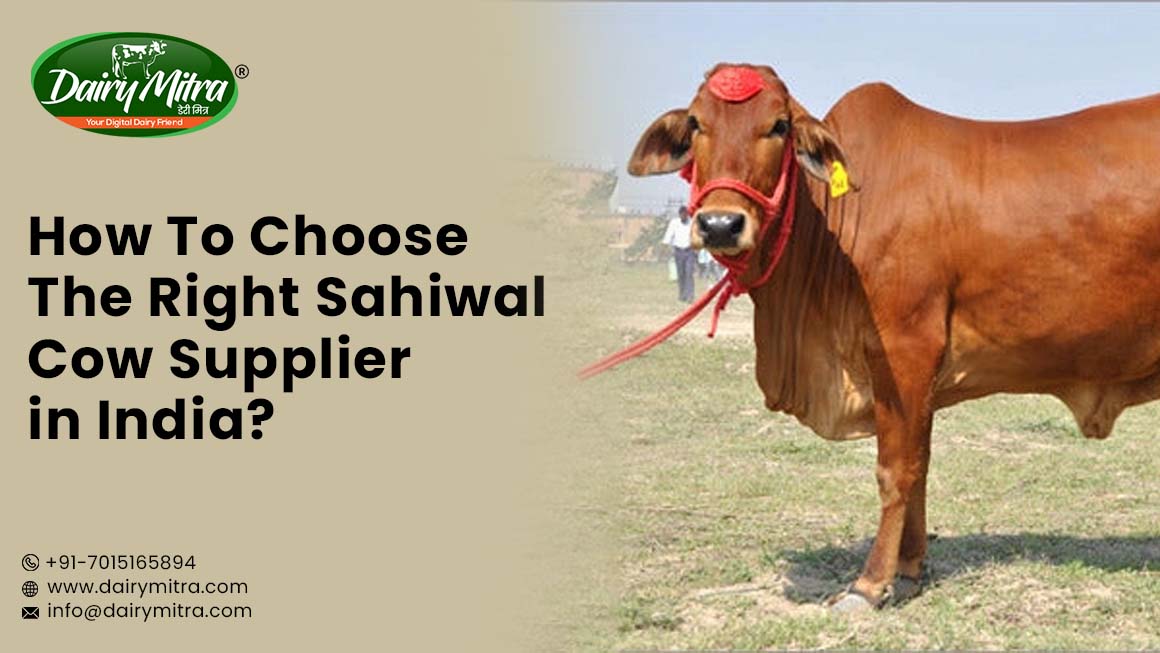 Sahiwal Cow Supplier in India
